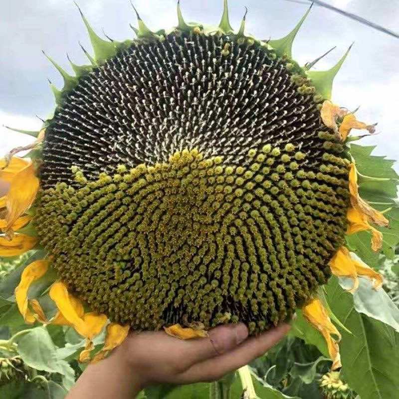 【精品】葵花万亩基地直供对接商超批发零售等