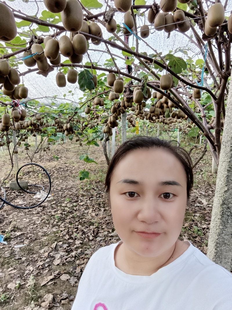 红心猕猴桃金红1号。