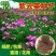 水稻田紫云英种子红花草食用野菜养蜂蜜源固氮绿肥植物高产草籽种