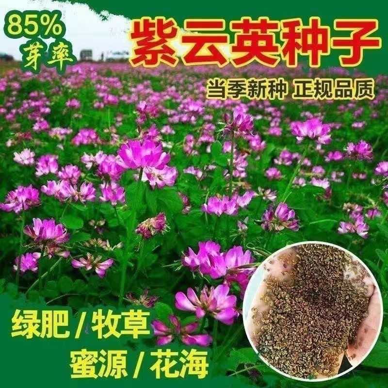 水稻田紫云英种子红花草食用野菜养蜂蜜源固氮绿肥植物高产草籽种
