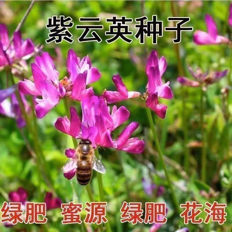水稻田紫云英种子红花草食用野菜养蜂蜜源固氮绿肥植物高产草籽种