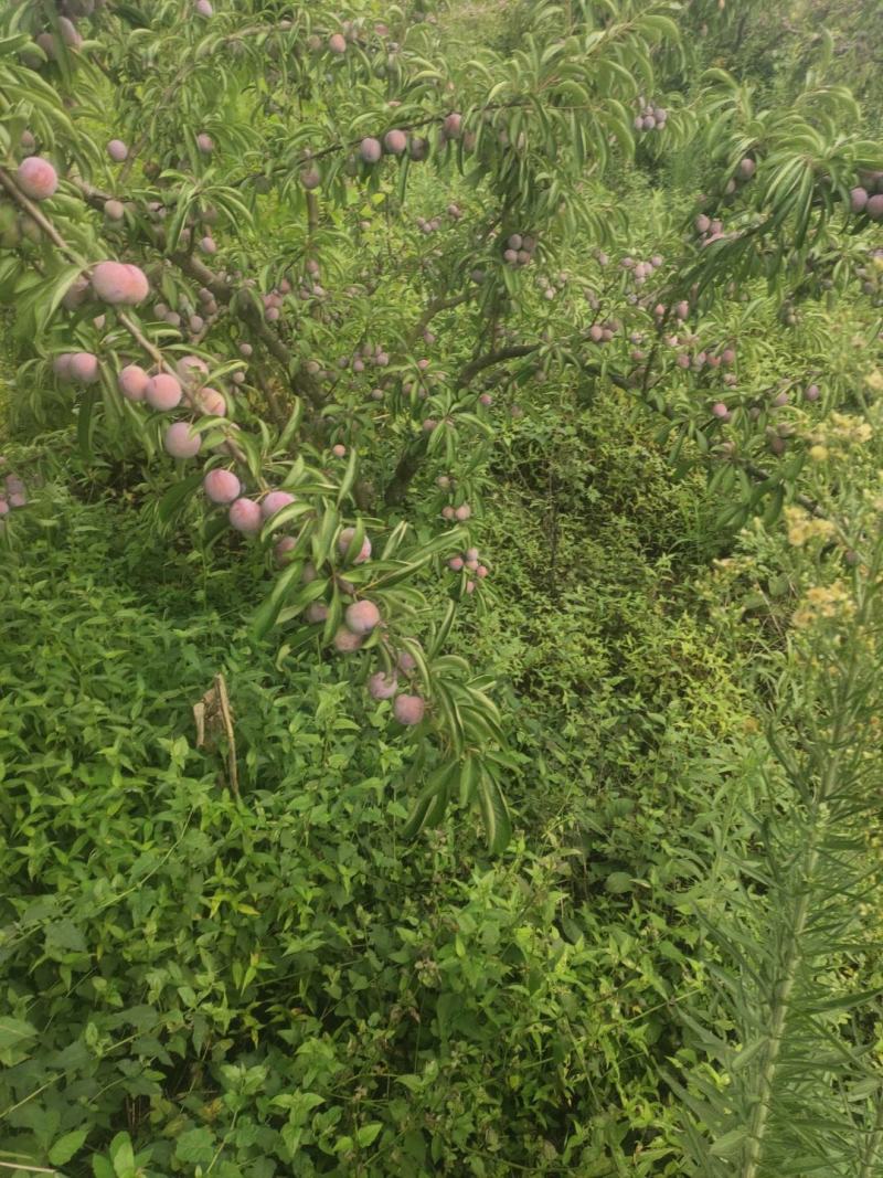 苍溪翠红李