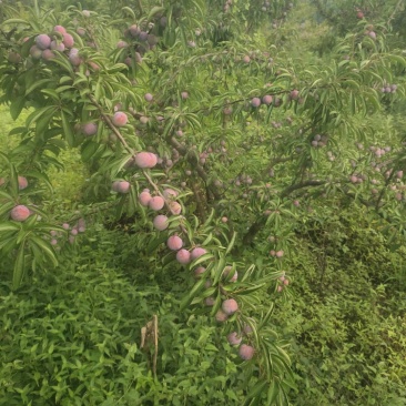 苍溪翠红李