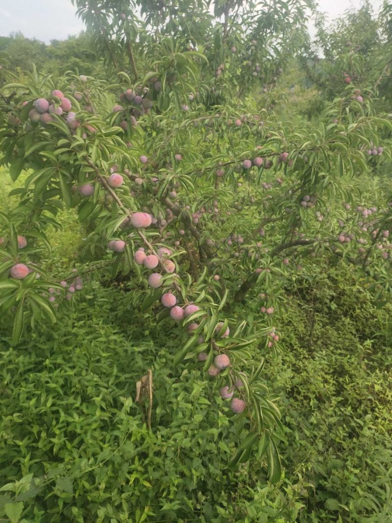 苍溪翠红李