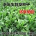 菊苣种子大叶进口四季牧草肥猪菜种子多年生新鲜喂鱼鹅鸡鸭猪牧草