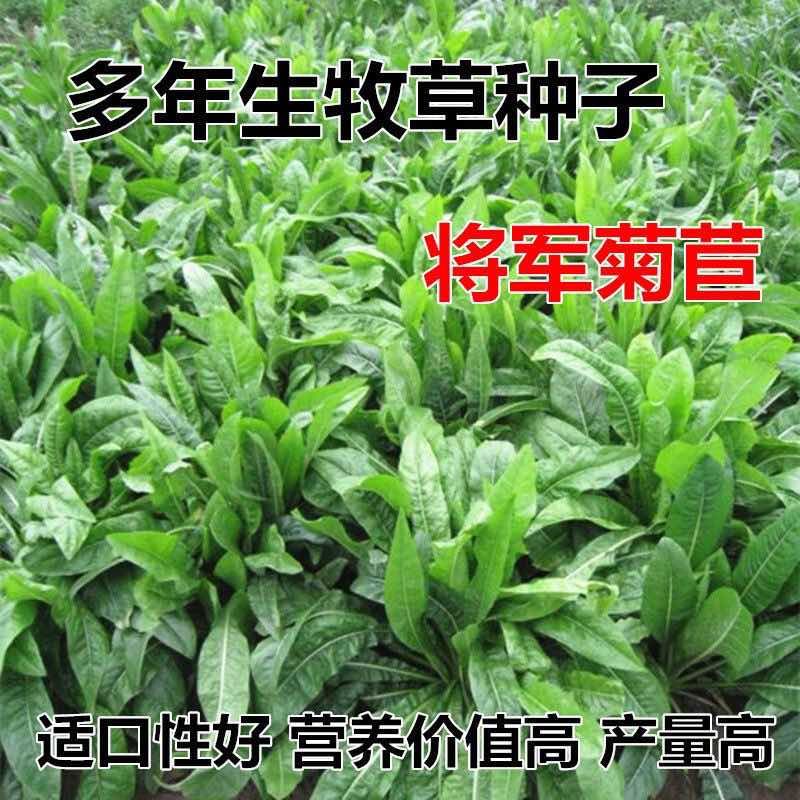 菊苣种子大叶进口四季牧草肥猪菜种子多年生新鲜喂鱼鹅鸡鸭猪牧草