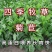 菊苣种子大叶进口四季牧草肥猪菜种子多年生新鲜喂鱼鹅鸡鸭猪牧草