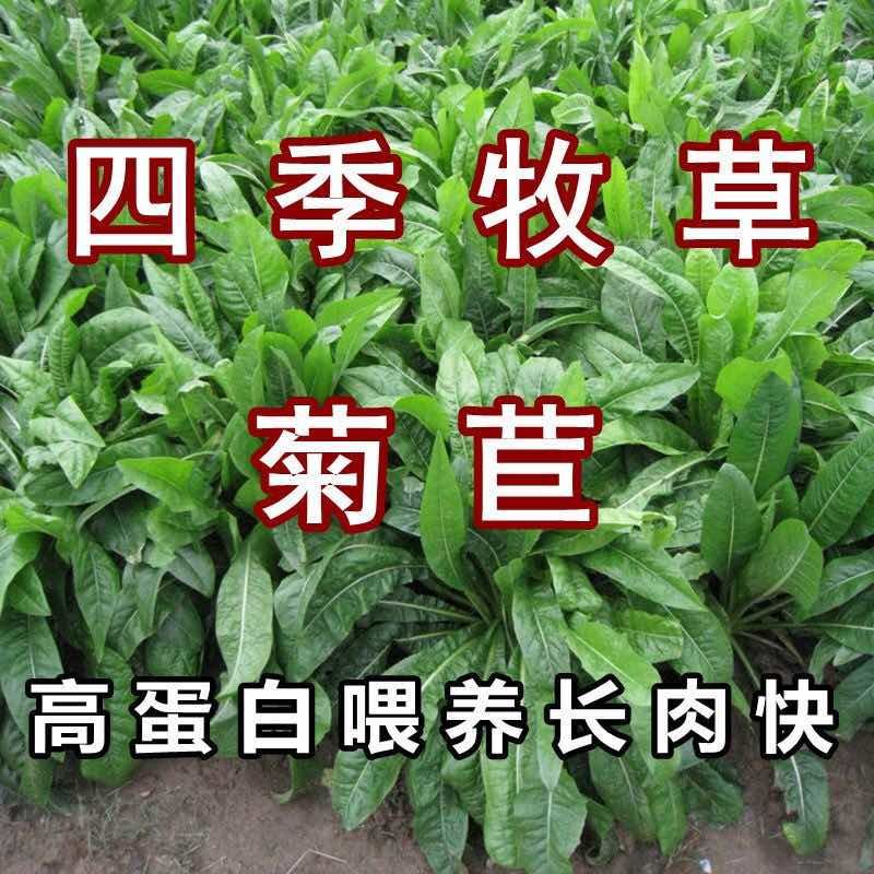 菊苣种子大叶进口四季牧草肥猪菜种子多年生新鲜喂鱼鹅鸡鸭猪牧草