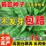 菊苣种子大叶进口四季牧草肥猪菜种子多年生新鲜喂鱼鹅鸡鸭猪牧草