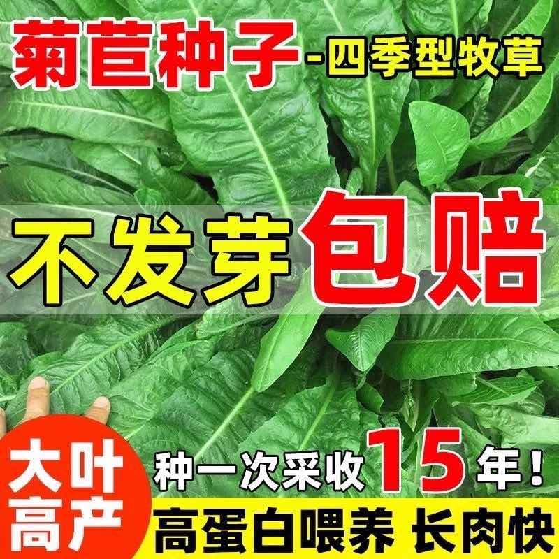 菊苣种子大叶进口四季牧草肥猪菜种子多年生新鲜喂鱼鹅鸡鸭猪牧草