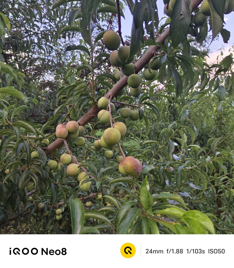 精选半边红李子大量供应四川基地直供质量保证全国发货