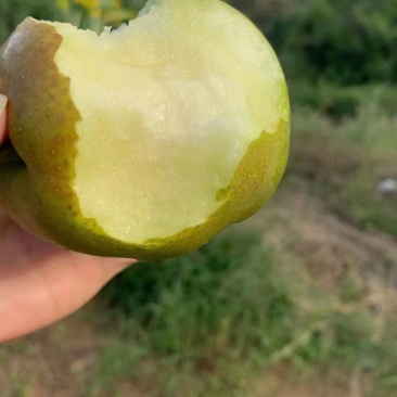 玉露香梨