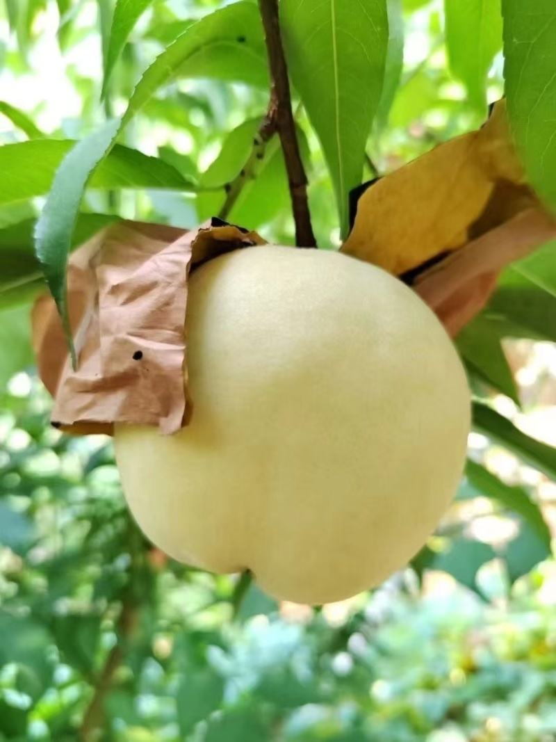歙县石河香蜜水蜜桃