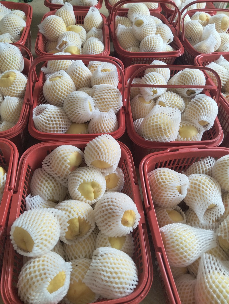 歙县石河香蜜水蜜桃