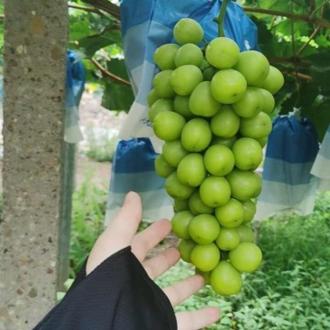 阳光玫瑰葡萄