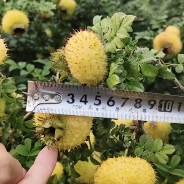 三公分以上