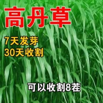 高丹草种子高丹王牧草种子杂交牧草种子喂猪牛羊鸡鸭鹅鱼草籽