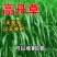 高丹草种子高丹王牧草种子杂交牧草种子喂猪牛羊鸡鸭鹅鱼草籽