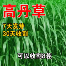 鱼草苏丹草进口耐旱牧草种子籽养殖再生高产喂鱼草种四季常青养殖