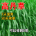 鱼草苏丹草进口耐旱牧草种子籽养殖再生高产喂鱼草种四季常青养殖