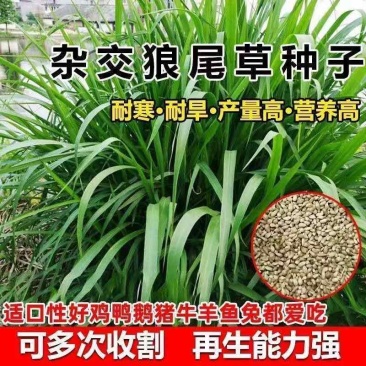 杂交狼尾草无毛进口牧草种子四季高产耐旱家禽牛羊兔鱼食用