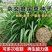 杂交狼尾草无毛进口牧草种子四季高产耐旱家禽牛羊兔鱼食用