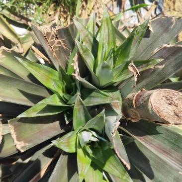 芒果凤梨苗
