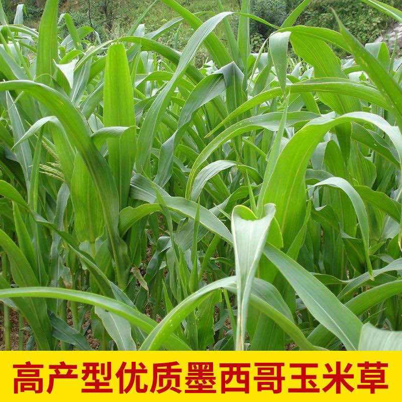 墨西哥玉米草种子优12饲用玉米草高产牧草种子四季养殖猪牛羊草