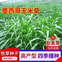 墨西哥玉米草种子优12饲用玉米草高产牧草种子四季养殖猪牛羊草