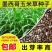 墨西哥玉米草种子优12饲用玉米草高产牧草种子四季养殖猪牛羊草