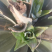 芒果凤梨苗