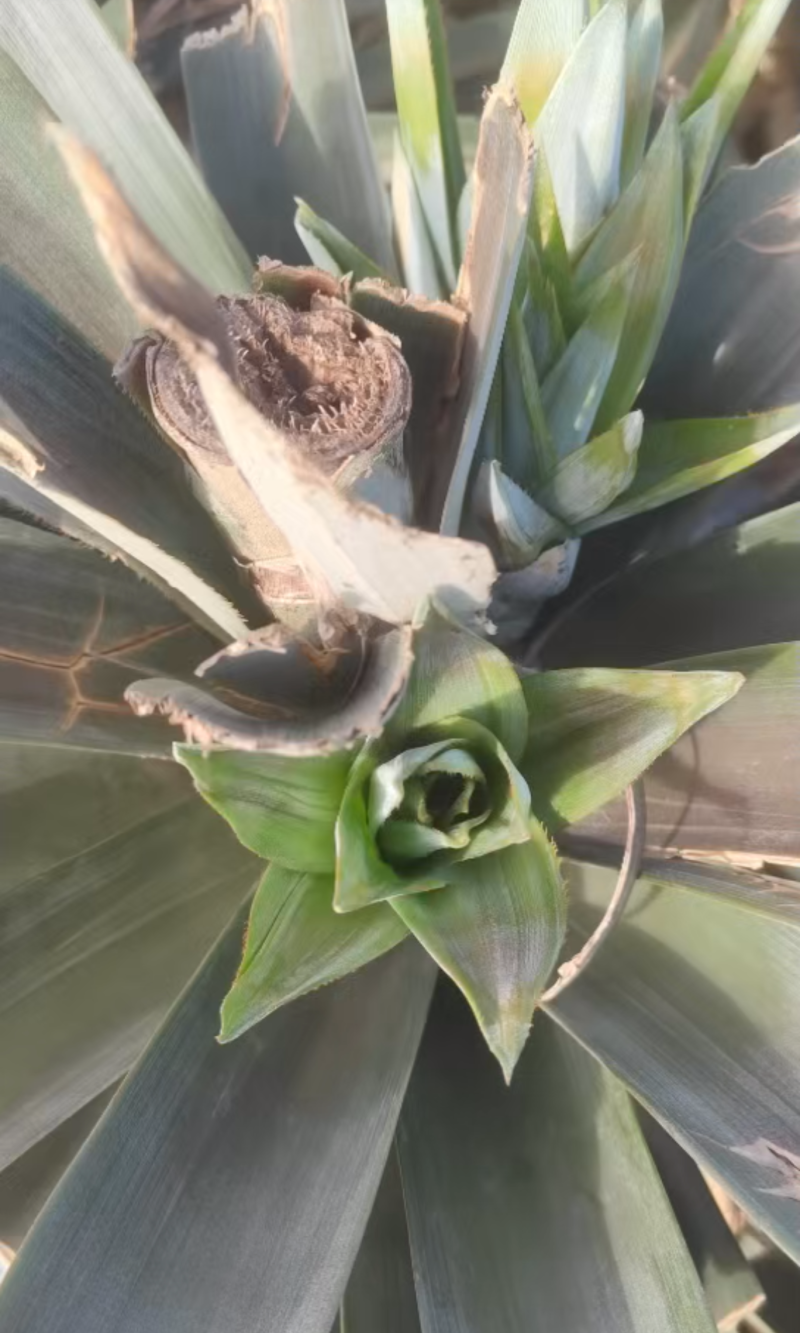 芒果凤梨苗