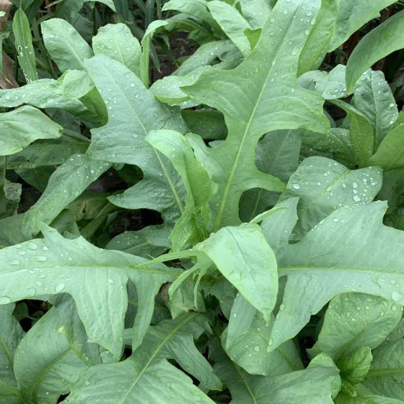 苦麻菜种子养鸡鸭鹅牧草鸡鸭鱼猪鹅苦麦菜鹅菜苦麦菜