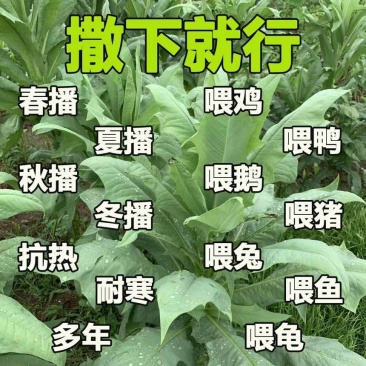 籽粒苋净籽持续播种高产适口性好优质成熟耐旱春夏养猪牛羊养家禽