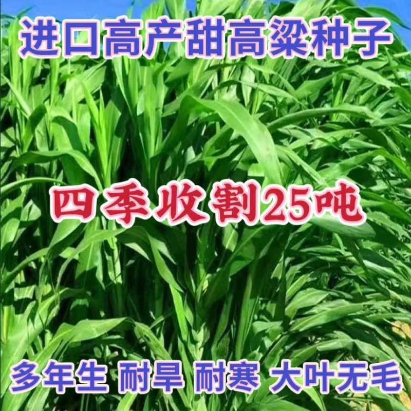 进口大力士甜高粱种子牧草种子饲用甜高粱草籽猪牛羊牧草大蒜种子