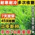 冬牧70黑麦草种子耐寒耐旱四季宽叶黑麦草养牛羊鱼兔牧草种子批