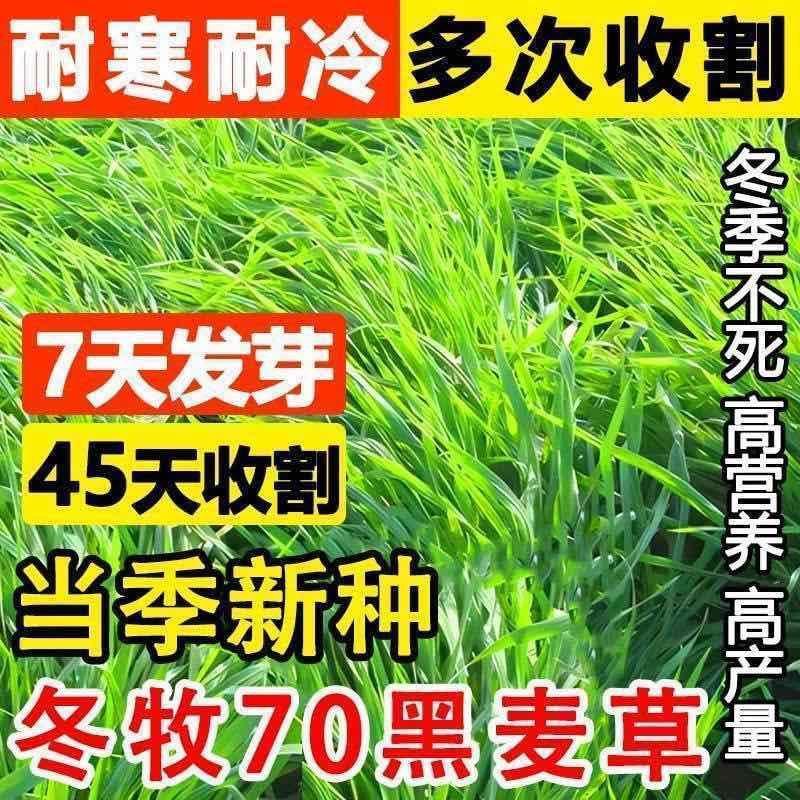 冬牧70黑麦草种子耐寒耐旱四季宽叶黑麦草养牛羊鱼兔牧草种子批