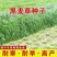冬牧70黑麦草种子耐寒耐旱四季宽叶黑麦草养牛羊鱼兔牧草种子批