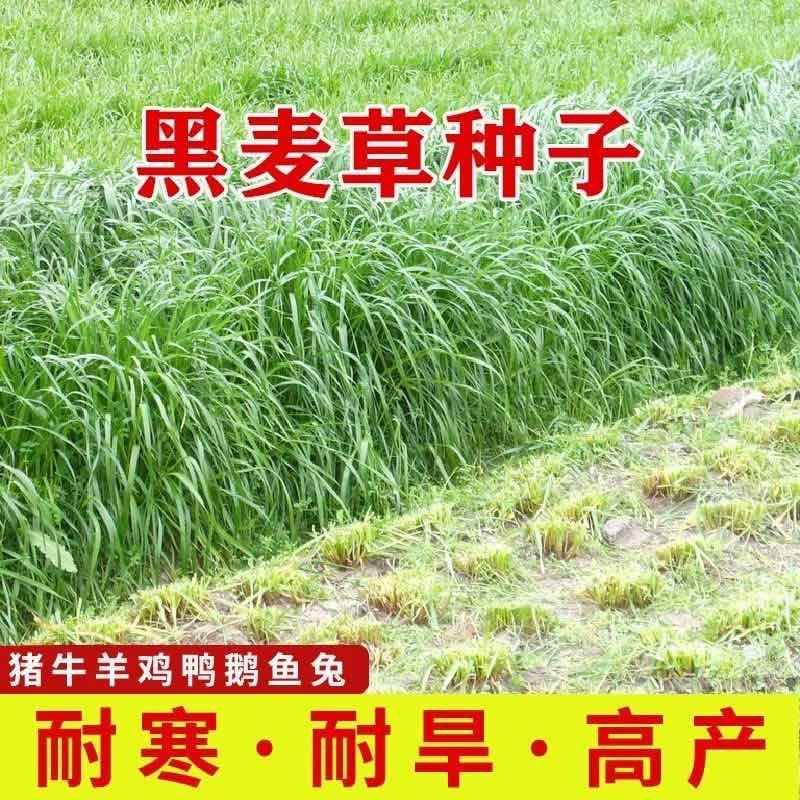 冬牧70黑麦草种子耐寒耐旱四季宽叶黑麦草养牛羊鱼兔牧草种子批