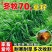 冬牧70黑麦草种子耐寒耐旱四季宽叶黑麦草养牛羊鱼兔牧草种子批