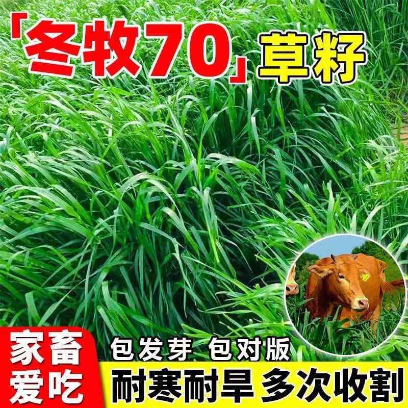 冬牧70黑麦草种子耐寒耐旱四季宽叶黑麦草养牛羊鱼兔牧草种子批