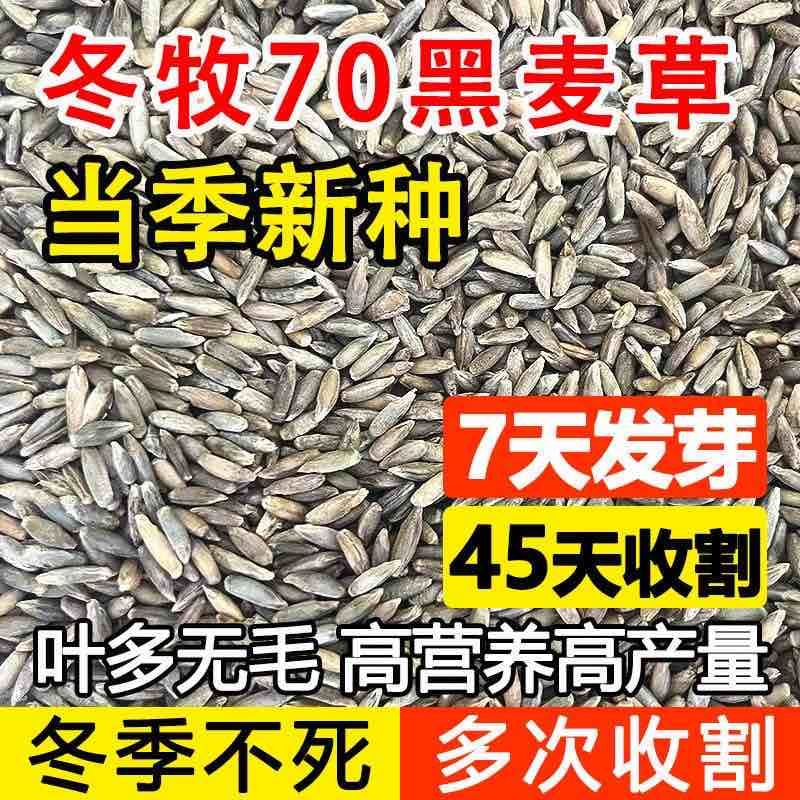 冬牧70黑麦草种子耐寒耐旱四季宽叶黑麦草养牛羊鱼兔牧草种子批