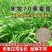 冬牧70黑麦草种子耐寒耐旱四季宽叶黑麦草养牛羊鱼兔牧草种子批