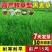 冬牧70黑麦草种子耐寒耐旱四季宽叶黑麦草养牛羊鱼兔牧草种子批