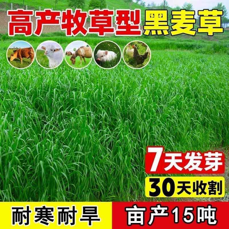 冬牧70黑麦草种子耐寒耐旱四季宽叶黑麦草养牛羊鱼兔牧草种子批