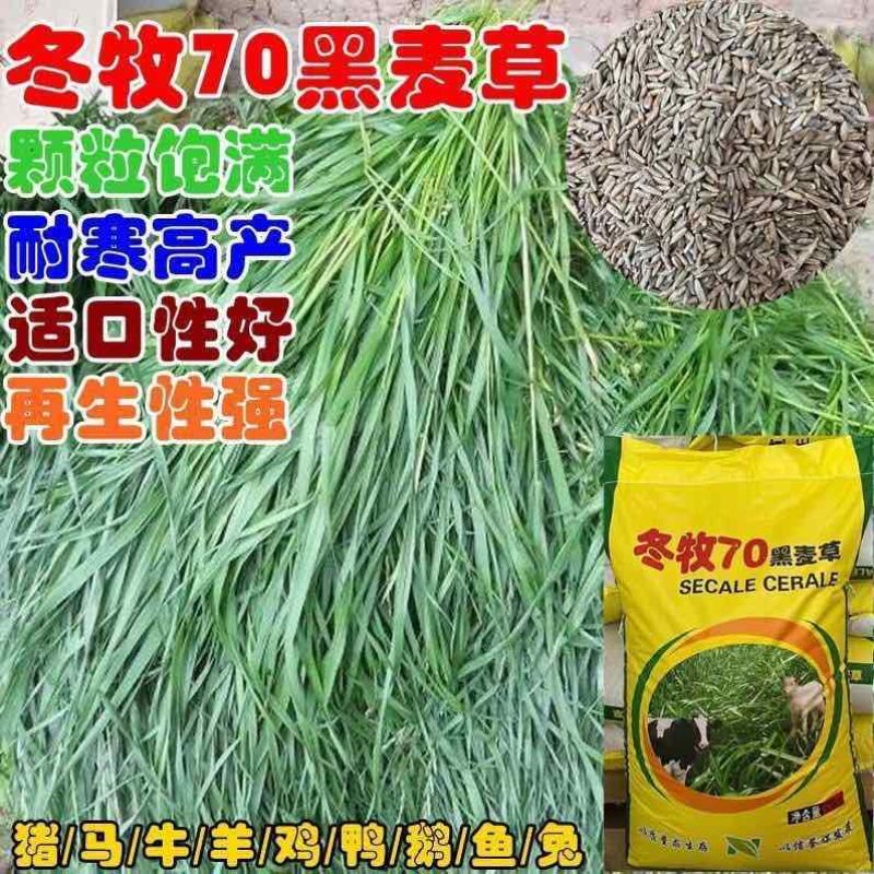 冬牧70黑麦草种子耐寒耐旱四季宽叶黑麦草养牛羊鱼兔牧草种子批