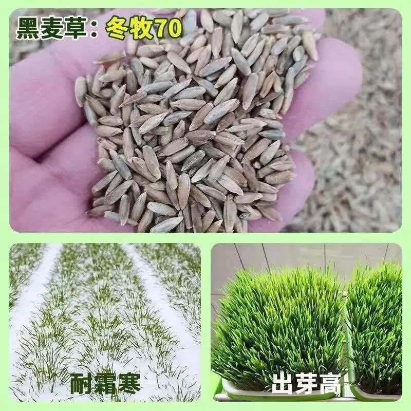 冬牧70黑麦草种子耐寒耐旱四季宽叶黑麦草养牛羊鱼兔牧草种子批