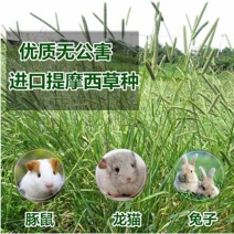进口提摩西草种子猫尾草梯牧草兔子豚鼠荷兰猪优质草牧草种子