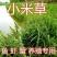 批发小米草种子雀叶稗湖南稷子水草虾蟹牧草种子鱼草种子耐涝水淹