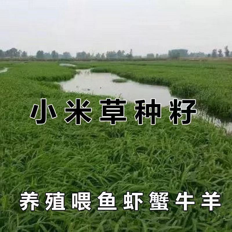 批发小米草种子雀叶稗湖南稷子水草虾蟹牧草种子鱼草种子耐涝水淹